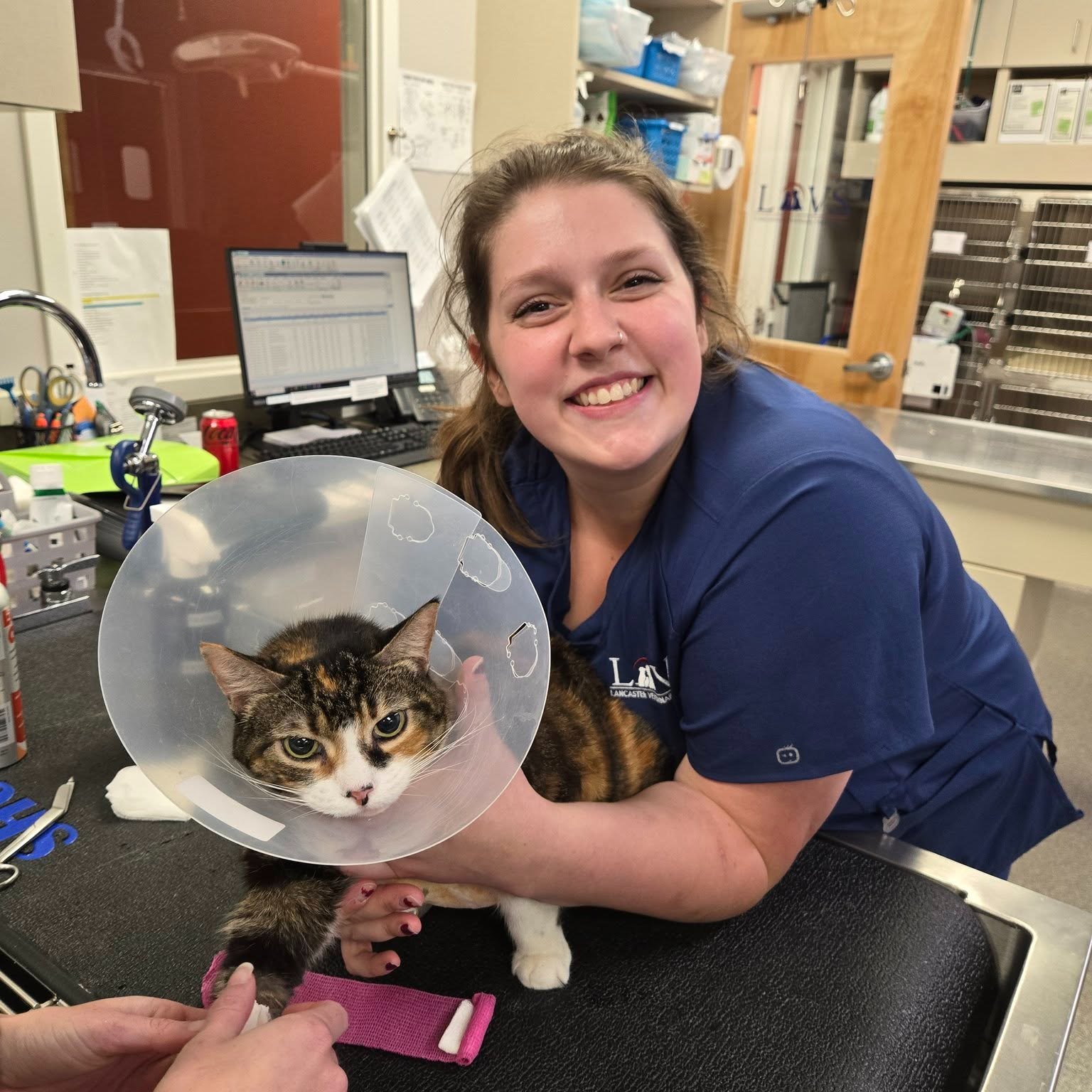 Veterinary technician gently holding a calico cat in an Elizabethan collar during a bandage change
