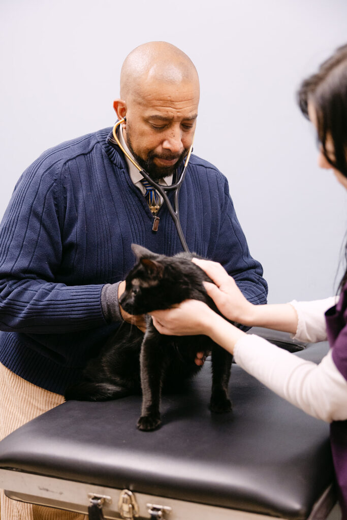 Veterinary cardiologist performing a heart exam on a black cat at Lancaster Veterinary Specialties.