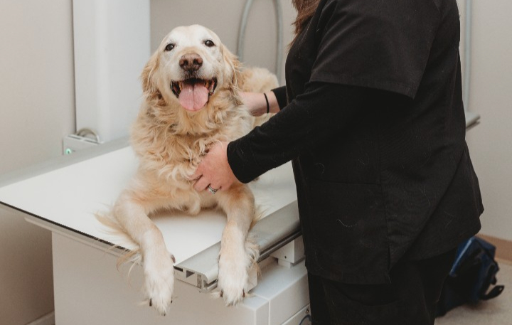 Golden retriever positioned on a radiology table while a veterinary staff member prepares the dog for imaging.